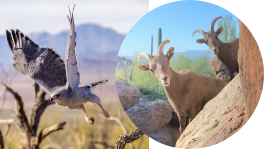 Explore the Arizona-Sonora Desert Museum