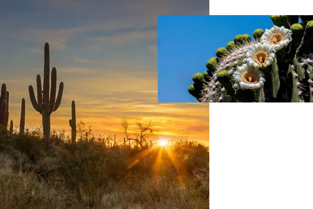 Trek along the Saguaro National Park